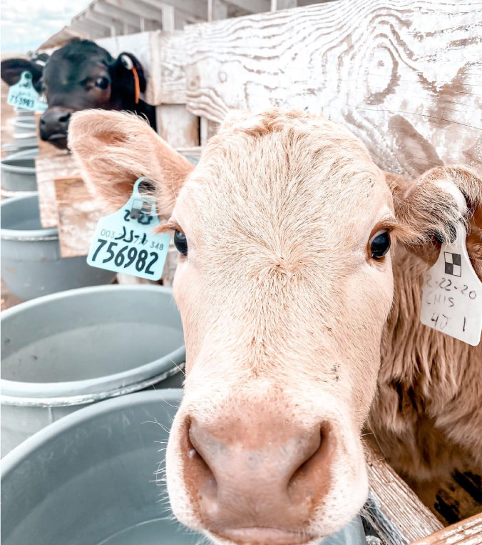 When you choose Valley Vets, you are choosing a committed team that is ready to be on-site