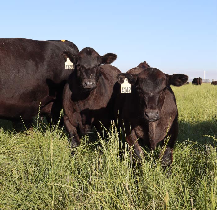 Central Valley Dairy Veterinarians